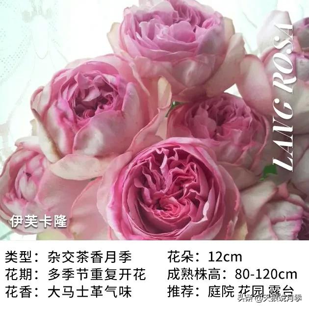 月季控对美的极致追求，尽在伊芙系列