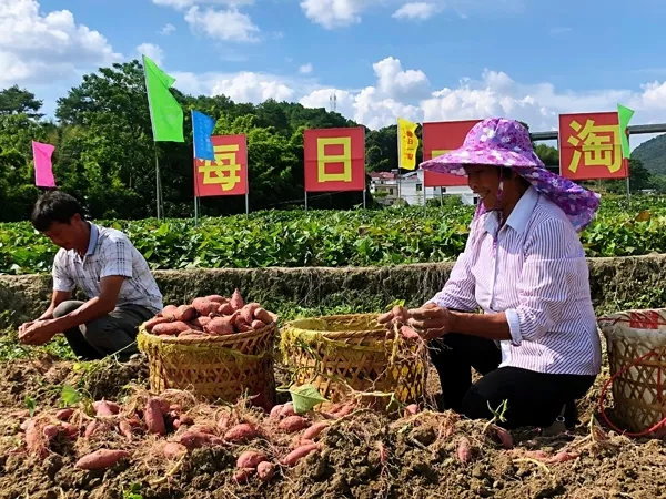 每日一淘商业模式思维导图,每日一淘创造价值