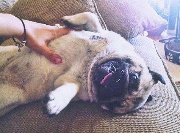 如何判断狗狗是否信任你,做哪几个动作就能让狗狗更信任你