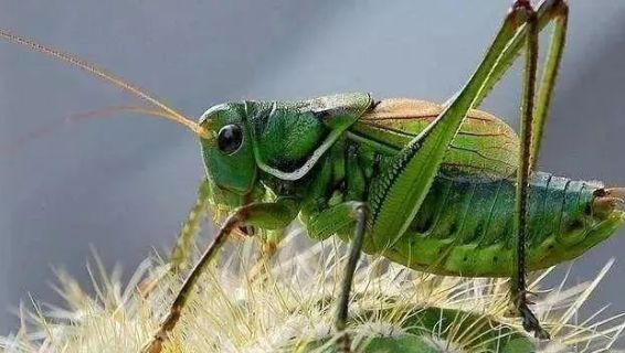 蝈蝈叫百日虫吗,蝈蝈为啥才75天就趴不动了