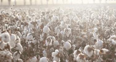 国际大牌男士袜子,男士女士纯棉袜子高档袜子