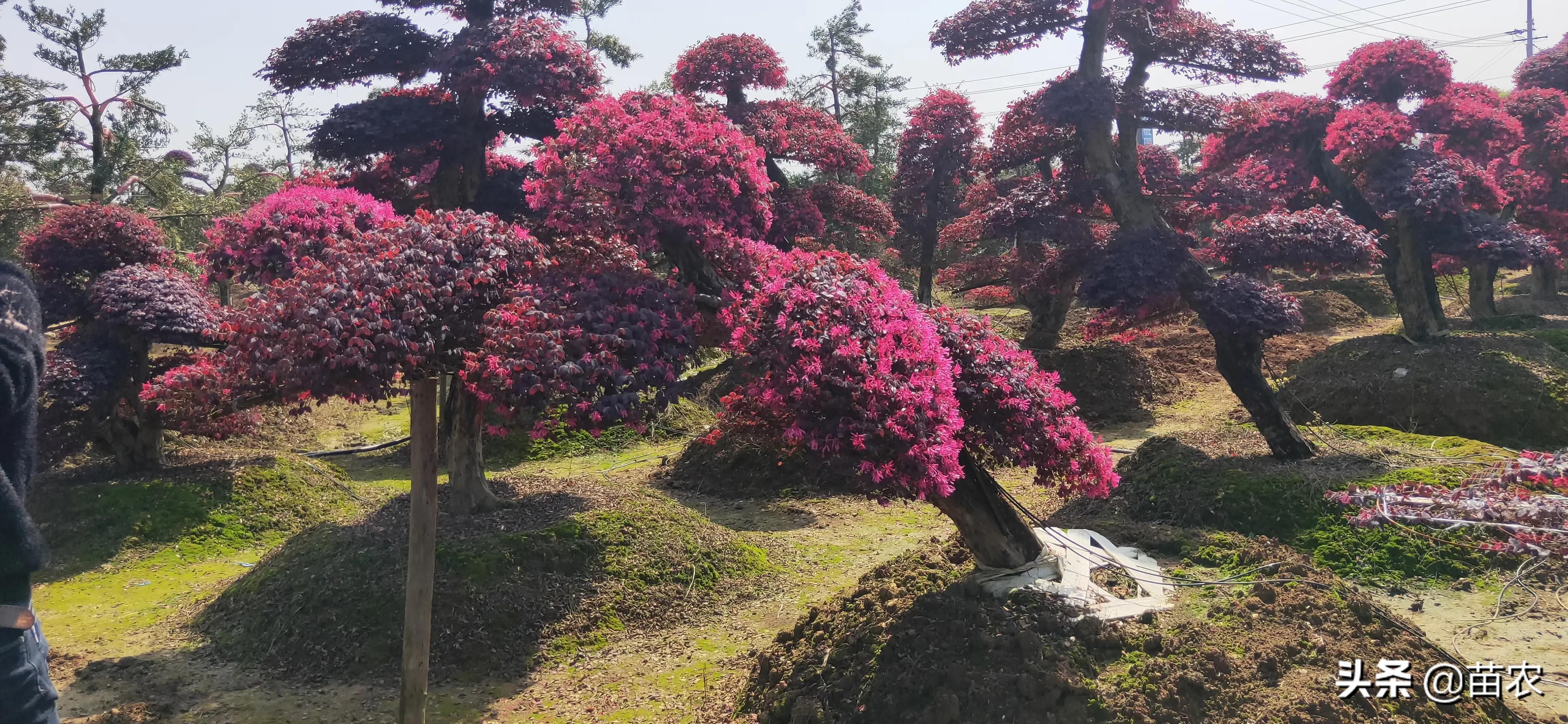 精品红花檵木老桩盆景,红花檵木球形老桩
