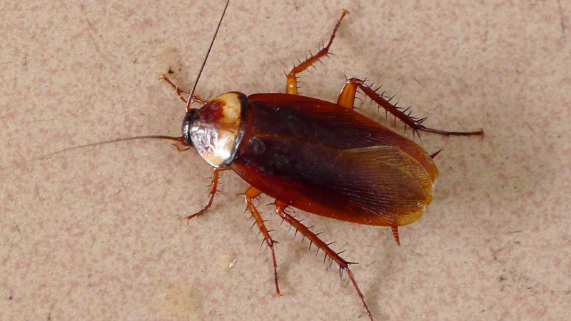 比较彻底地消灭家里的蟑螂,家里很多蟑螂怎么把它消灭掉