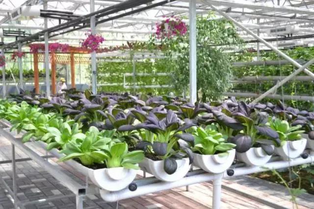 怎么配制无土栽培营养液,无土栽培的营养液是如何配制的