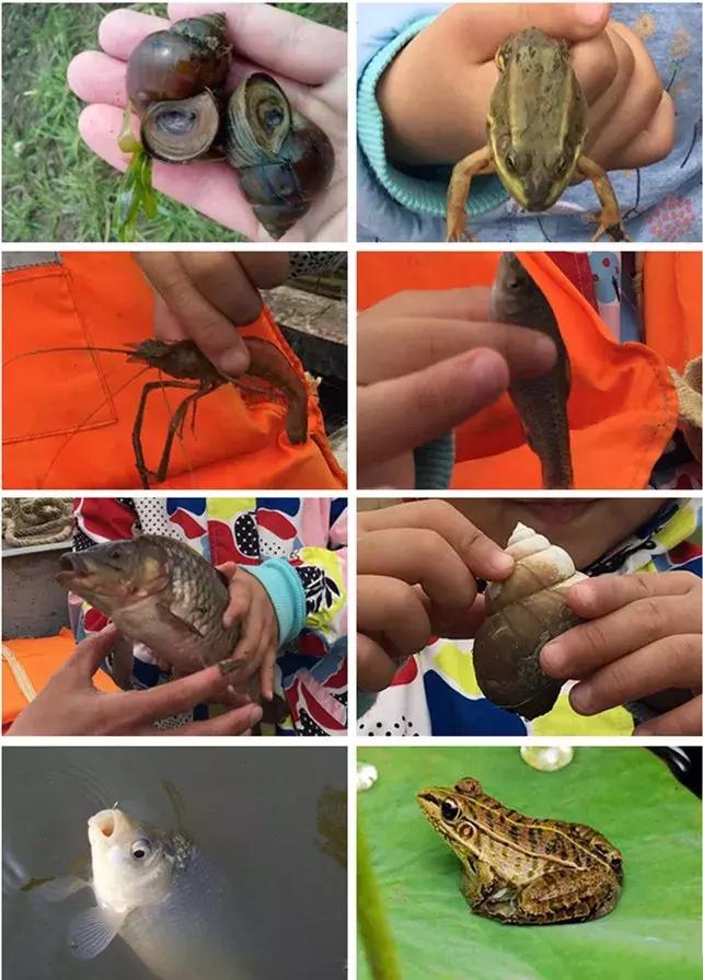 五一假期带着爸爸妈妈宝贝们钓虾,五一假期跟爸爸一起去田间劳动