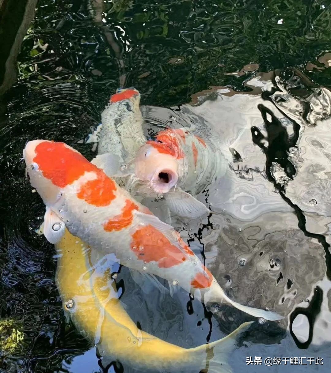 新鱼池除碱的最佳方案,水泥做的鱼池怎么脱碱