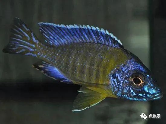 三湖慈鲷马鲷孔雀珍珠系能长多大,三湖慈鲷之孔雀