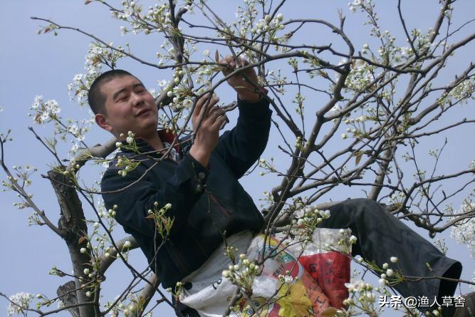 梨花开后落果怎么回事,梨花谢花后都蔫了什么情况