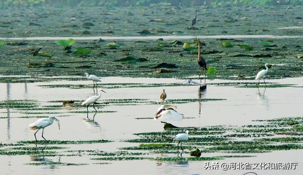 动听河北|这片湖被称作“东亚蓝宝石”，竟是禹王治水留下的“禹迹”！
