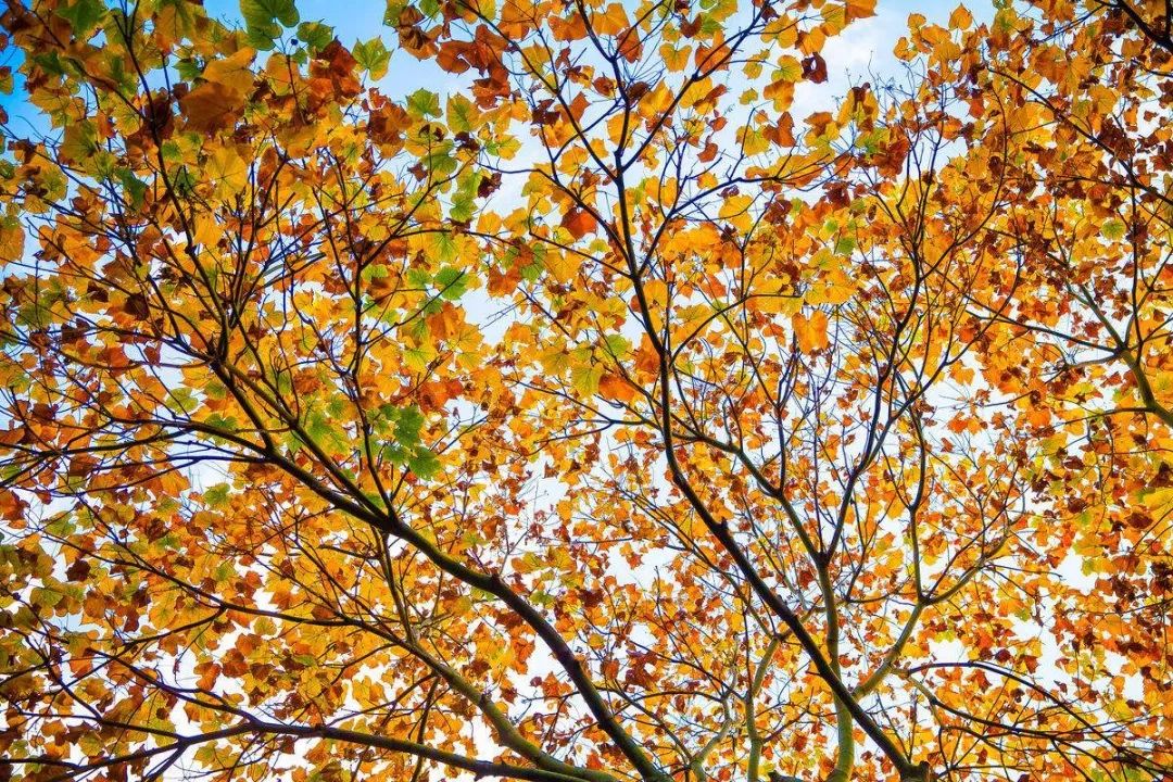 aj1low和dunk区别,aj1mid值得入手吗