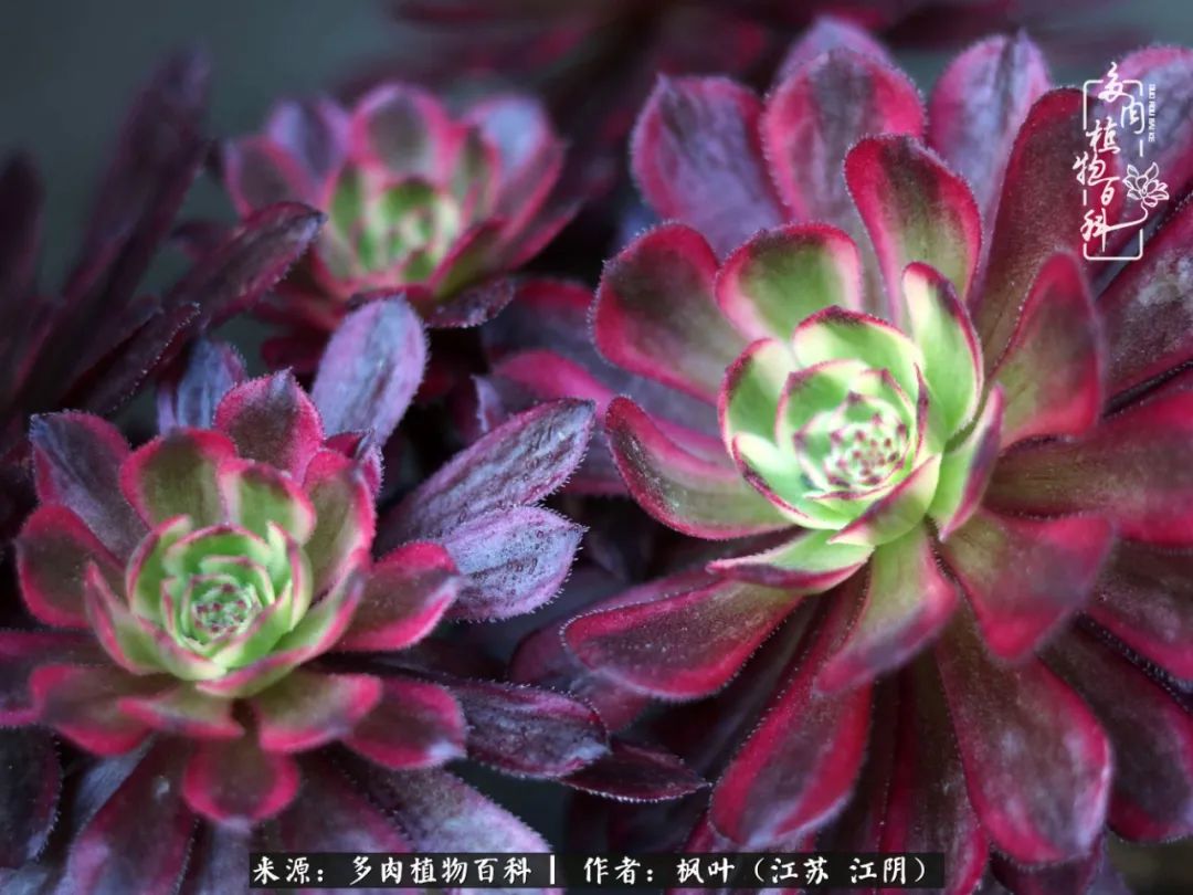 春有约,花不误,多肉与春天有个约会