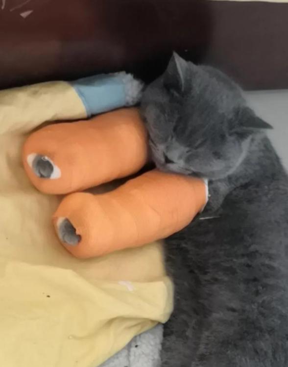 怎么判断小猫咪骨折,小猫咪脊椎受伤最佳恢复方法