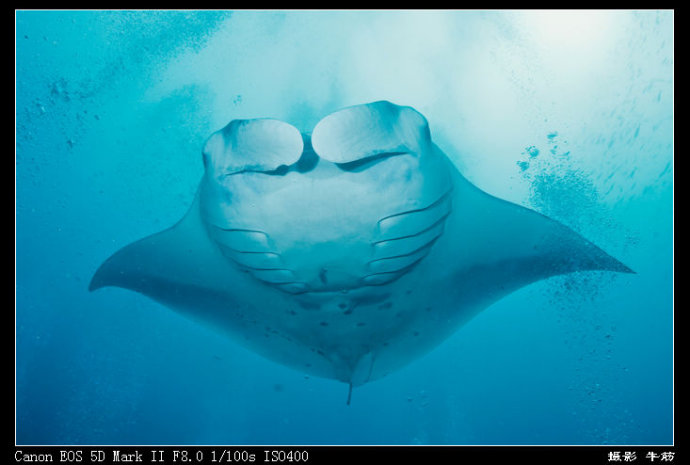 巨鲸轰炸机,鳐鱼战斗机