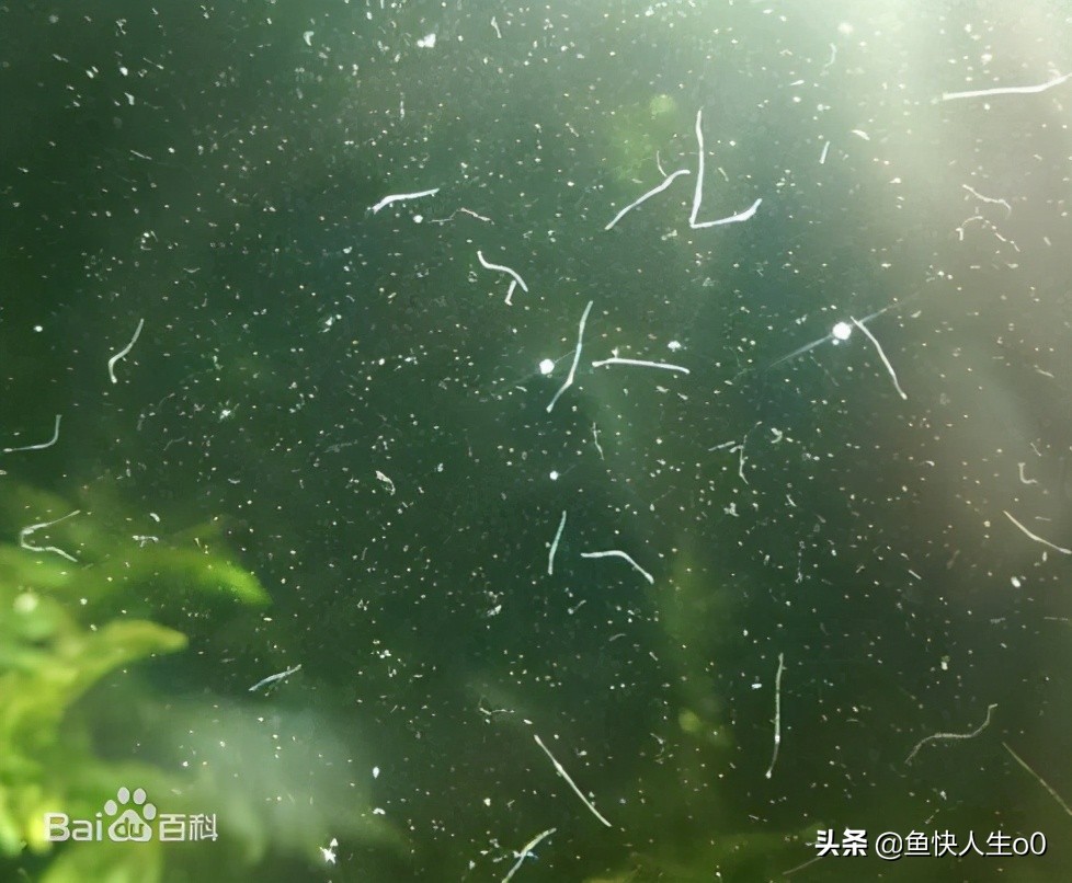 养鱼密度大怎么去除鱼便,养鱼怎么快速除掉水中氯