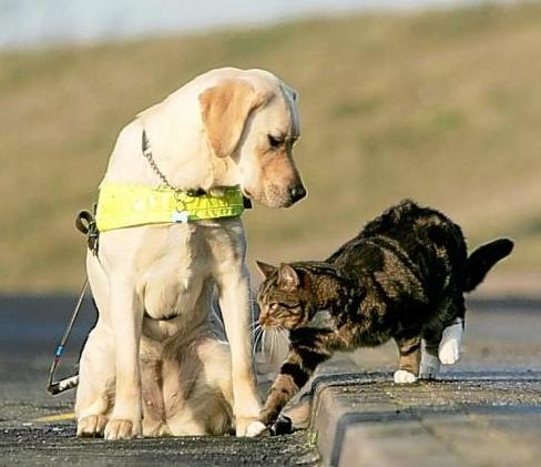 哪种狗更适合和猫一起养,可以跟猫一起养的狗有哪种