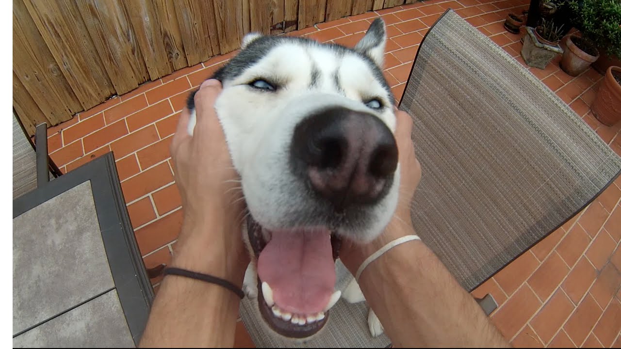 想养一群哈士奇,想养哈士奇