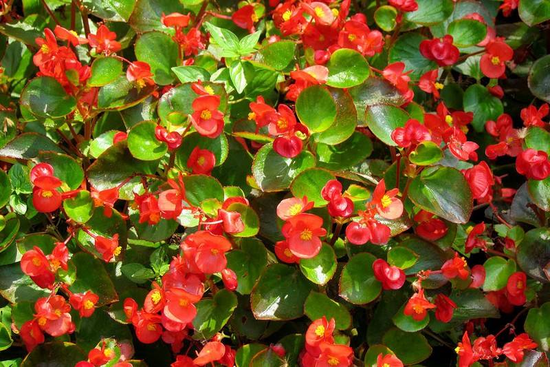 小盆植物中最会吸甲醛的是哪种,吸甲醛最好的植物哪种排名第一