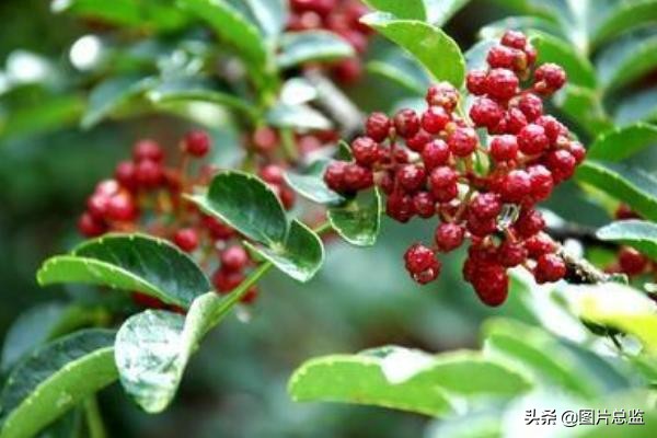 韩城摘花椒人工采摘多少钱一斤 (韩城采摘花椒最新联系方式)