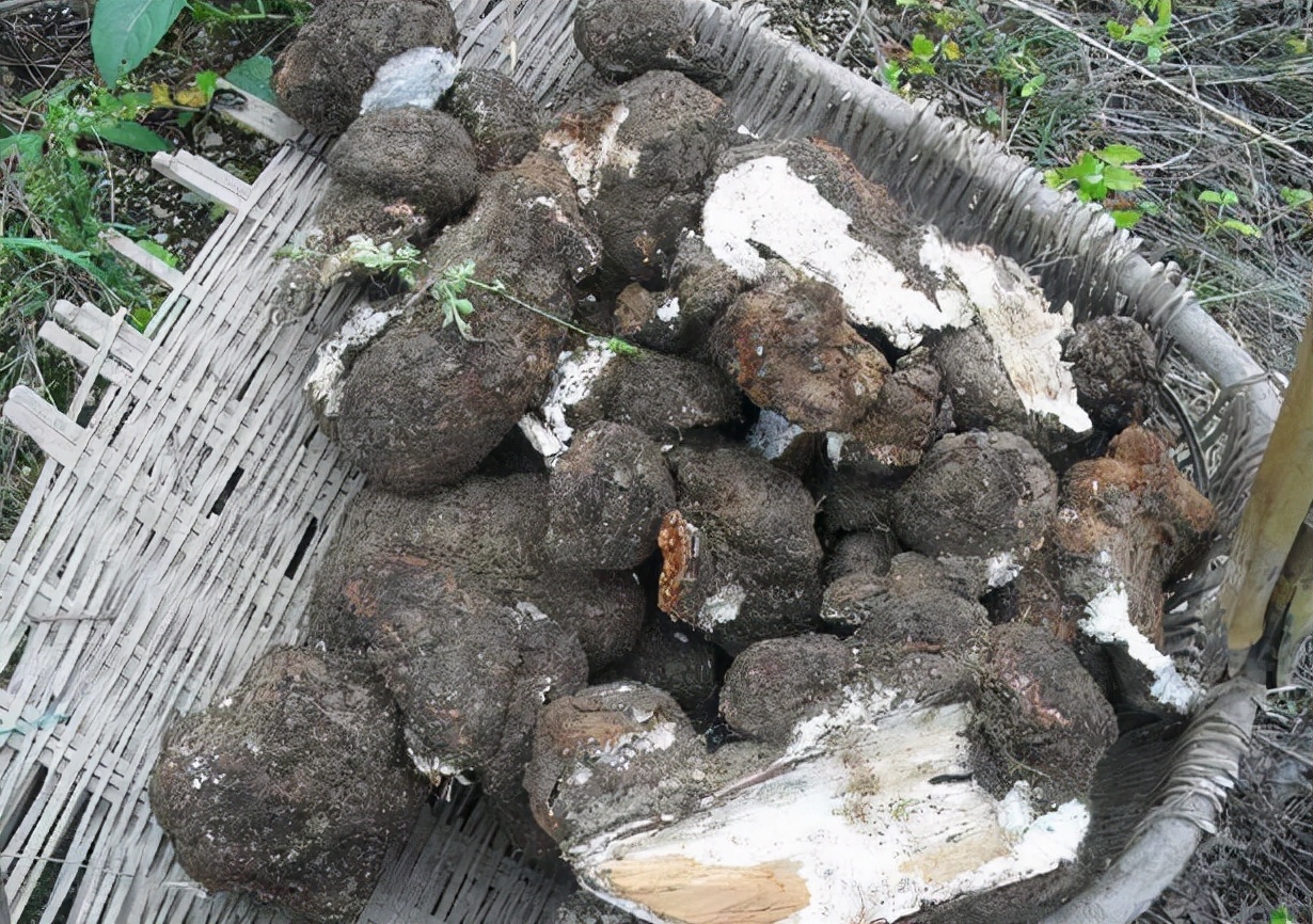 茯苓生长在松树根部,茯苓是生长在死松树根部吗