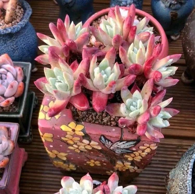 那个爱画多肉的小姑娘带着她的心头肉又来啦!