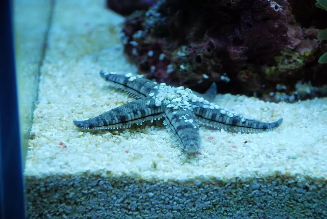 翻砂海星断脚什么原因,翻砂海星烂脚怎么办