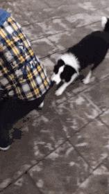 搞笑gif嫂子包饺子,搞笑gif姑娘你这次真的是玩过头了