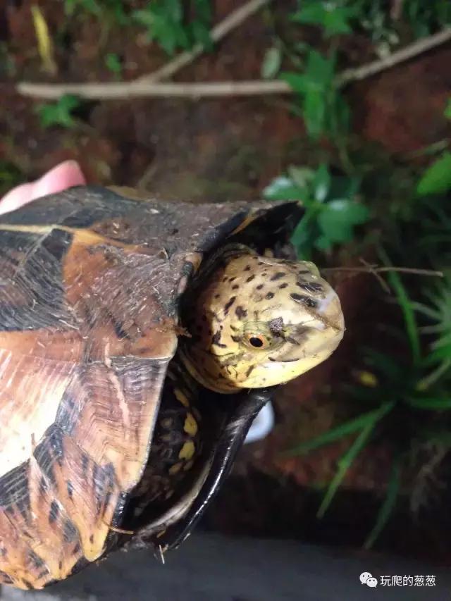 半水龟环境建造,椰土养半水龟