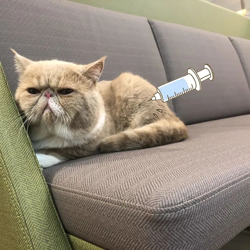 猫咪知识大全及解释,猫咪软便很臭可以自己恢复吗