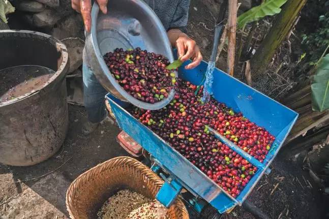 云南小粒咖啡产业现状及发展前景,云南小粒咖啡炭烧风味咖啡