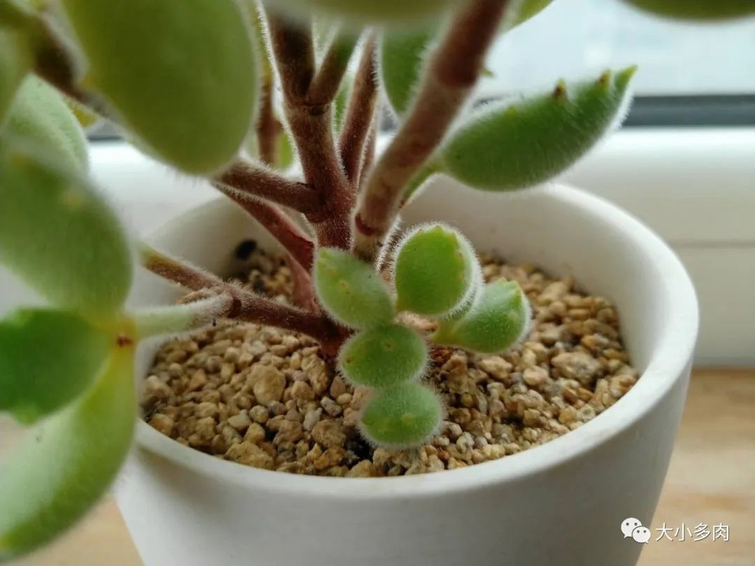 熊童子老叶干瘪新叶不长,熊童子很饱满但没有爪子怎么办