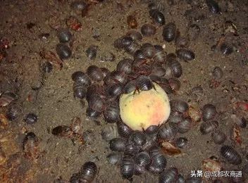 金边土元养殖技术视频,土元养殖技术视频教程