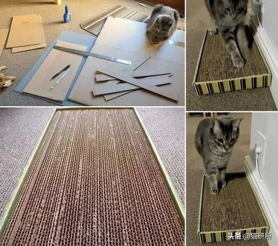 猫咪平替好物推荐,提高猫咪生活质量的几款好物