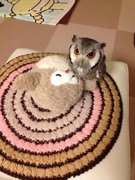 猫头鹰｜散发神秘与诡异，伟大的猎手，结果因为太萌了成了宠物