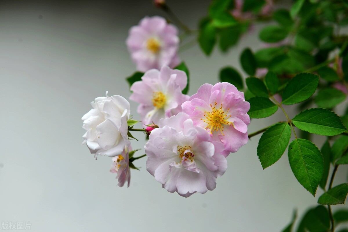 园林人需要知道的85个花卉知识,园林花卉的种类及图片