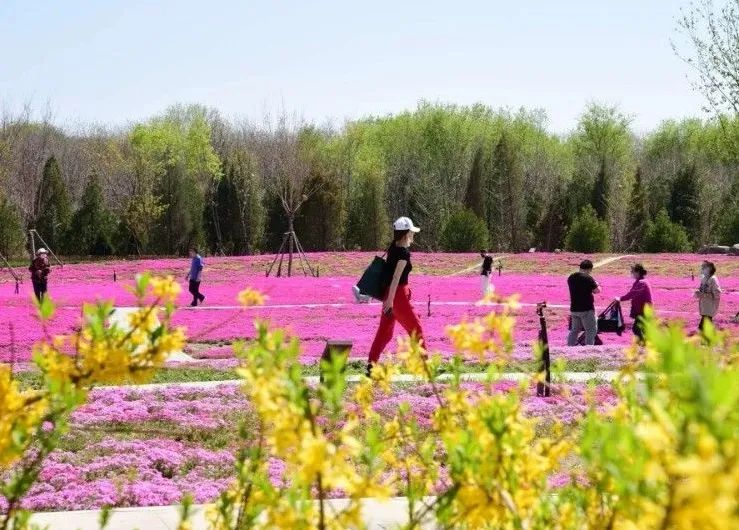 附近免费景点踏青网红打卡地,北京周边的四季花海
