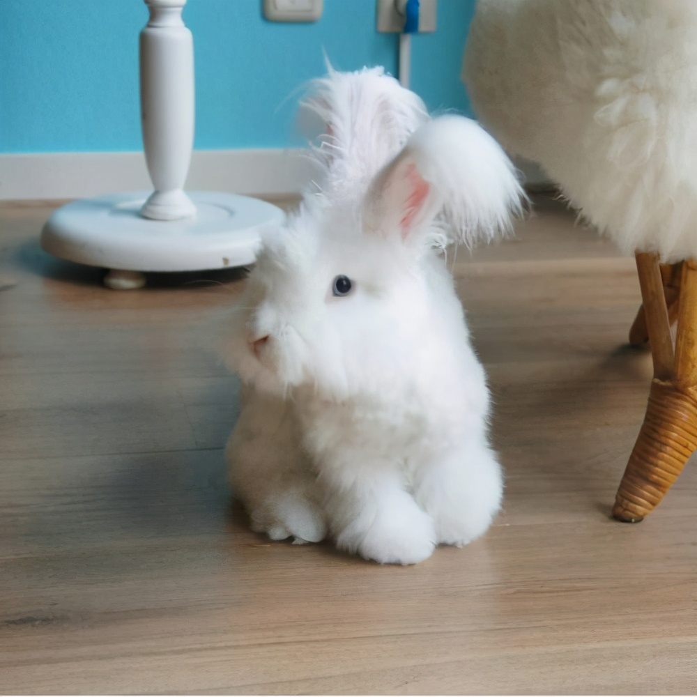 宠物兔价格一般多少钱一只图片,宠物兔最便宜多少钱一只
