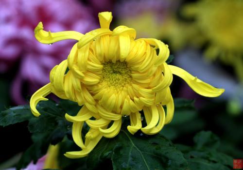 国花选哪种,国花的选定方式