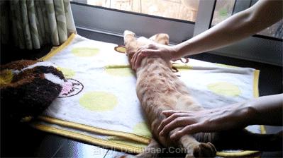 儿童急性肠胃炎呕吐怎么办最有效,急性肠胃炎呕吐吃排骨粥还是白粥