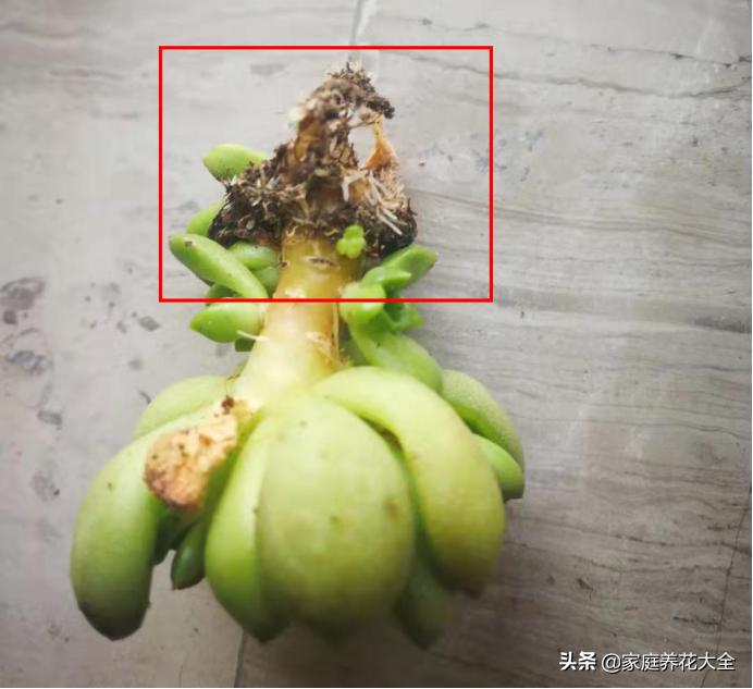 多肉不长根怎么办小妙招,多肉怎么快速养粗老桩