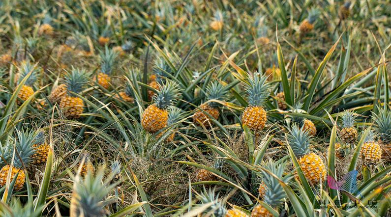 科学研究表明菠萝泡盐水没啥用,菠萝泡盐水最关键一步