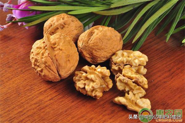 夏季芽接的核桃成活后的管理,核桃树芽接怎么选芽