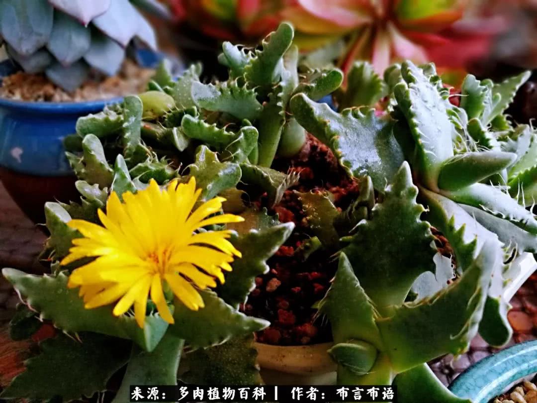多肉的真实生活感悟,多肉的生活感悟