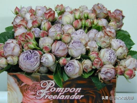 稀有月季蓝色妖姬,颜色比较稀有月季有哪些品种