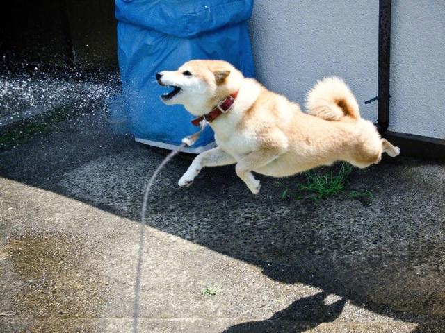 铲屎官给哈士奇洗澡,铲屎官们不能给猫咪做的事情