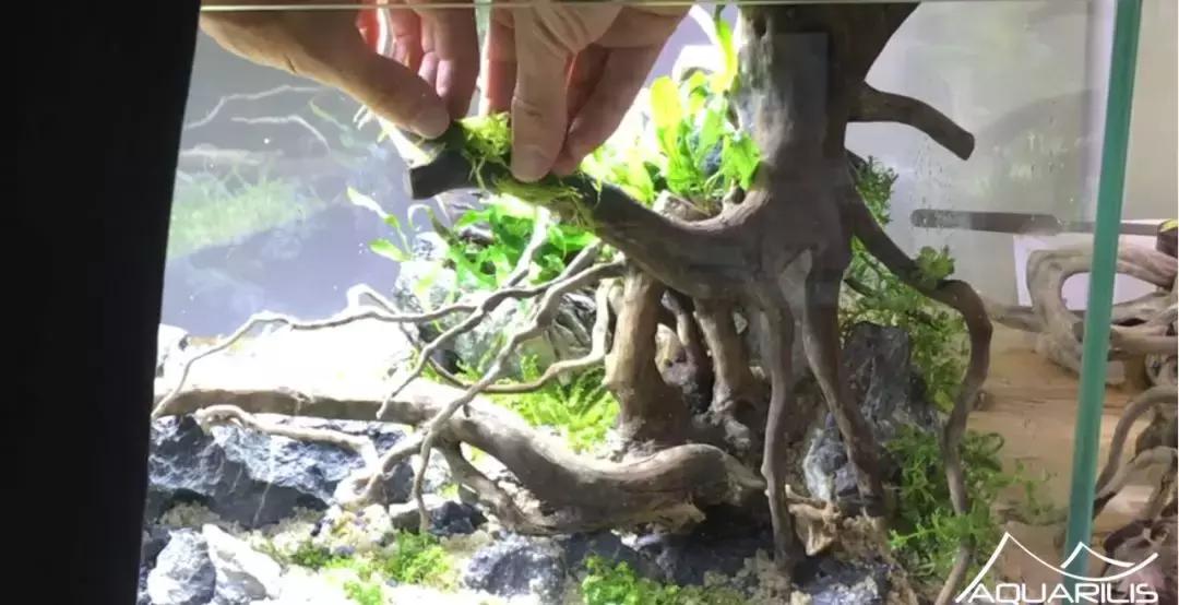 草缸造景教程：这个缸居然能装下一头“犀牛”？