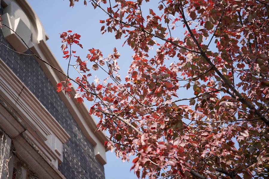 深秋回暖，安排！沪上各区的深秋美景，你准备好打卡了吗？