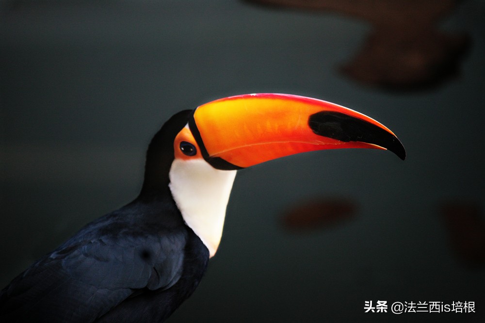 为什么鸟的嘴巴不一样,鸟嘴为什么长得都不一样