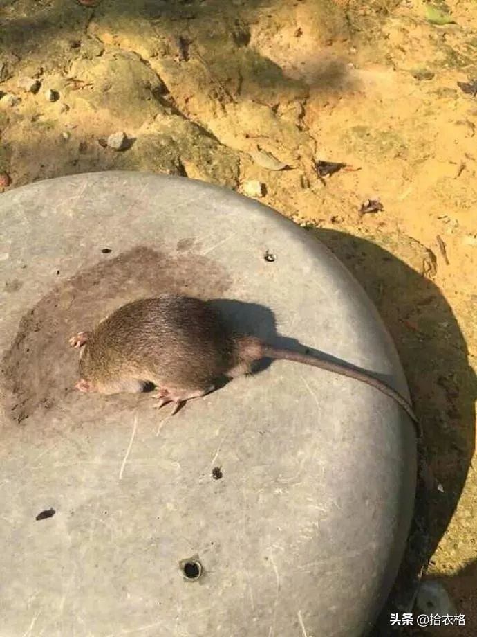 女生一定要穿安全裤吗,女生关于安全裤的重要性