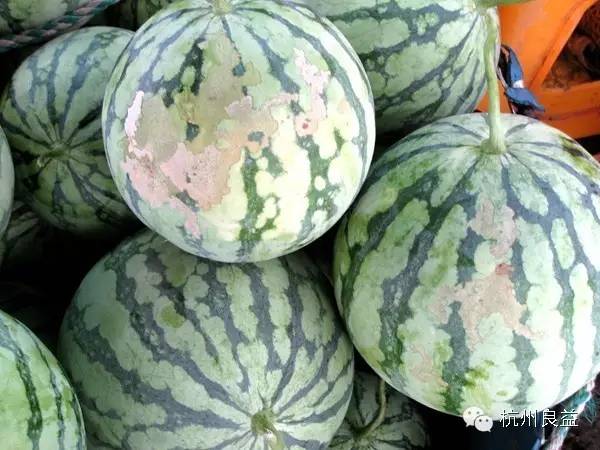 西瓜病虫害一本通表,西瓜红薯种植病虫害防治