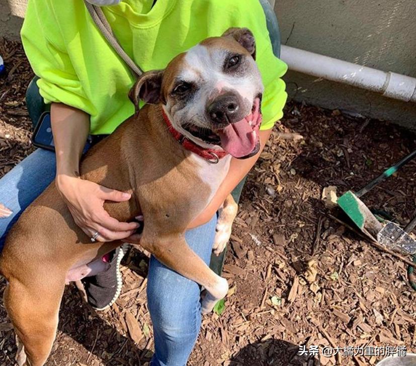 比特犬收容所关卡,比特犬被主人遗弃的后续